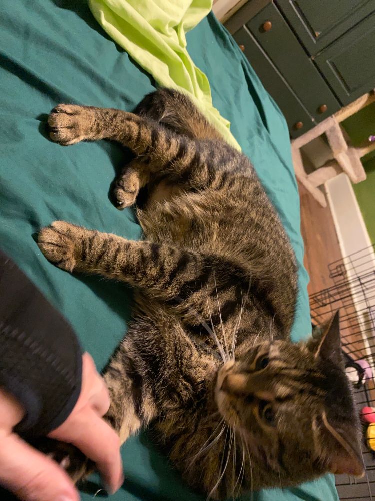 blurry tabby who looks annoyed