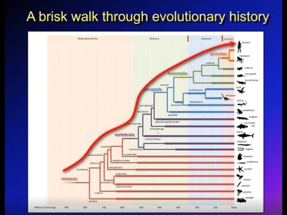 Paul Cisek on 'phylogenetic refinement': using evolutionary thinking to study behavior