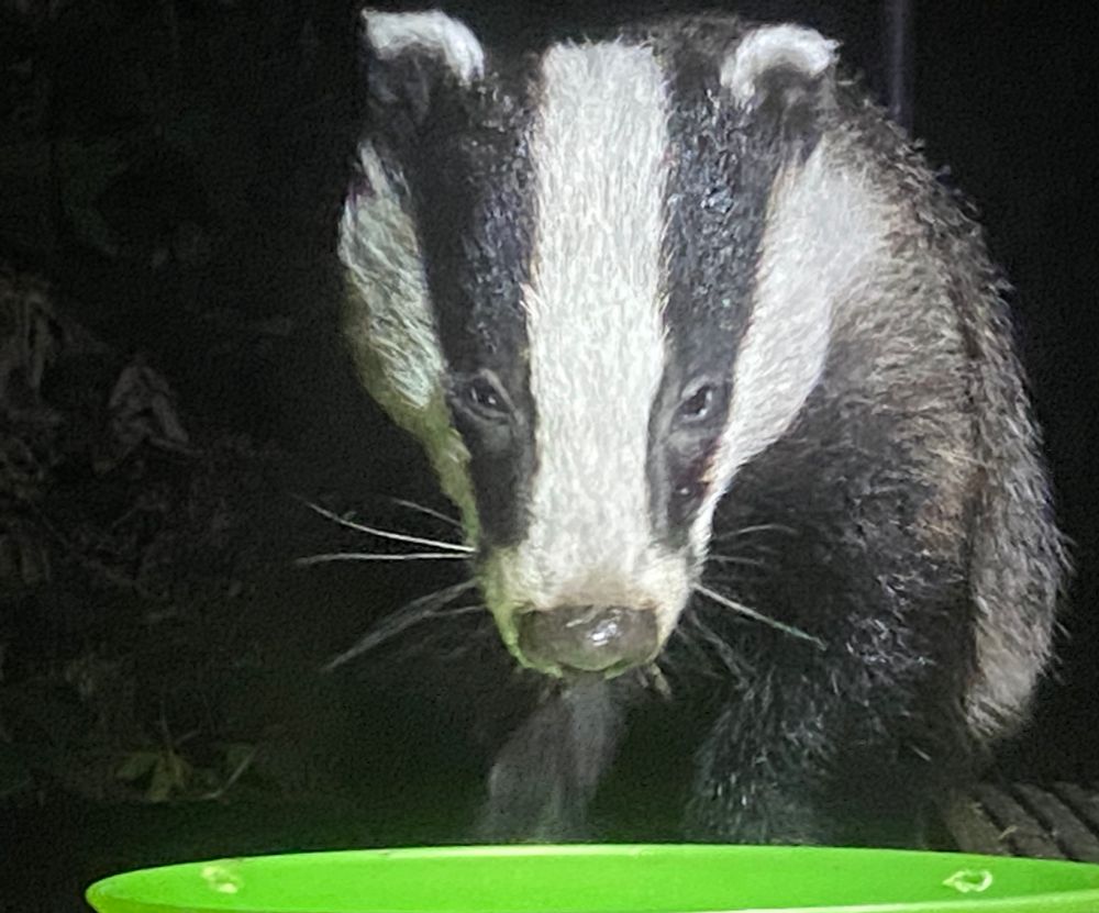 head on close up of baby european badger’s face