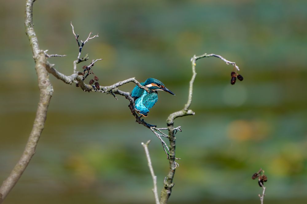 Gorgeous kingfisher (Alcedo atthis) on a dry Alnus branch just at the moment it noticed a fish and is about to dive into the water 🪶