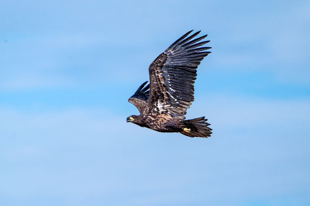 eagle flying on a background of blue sky