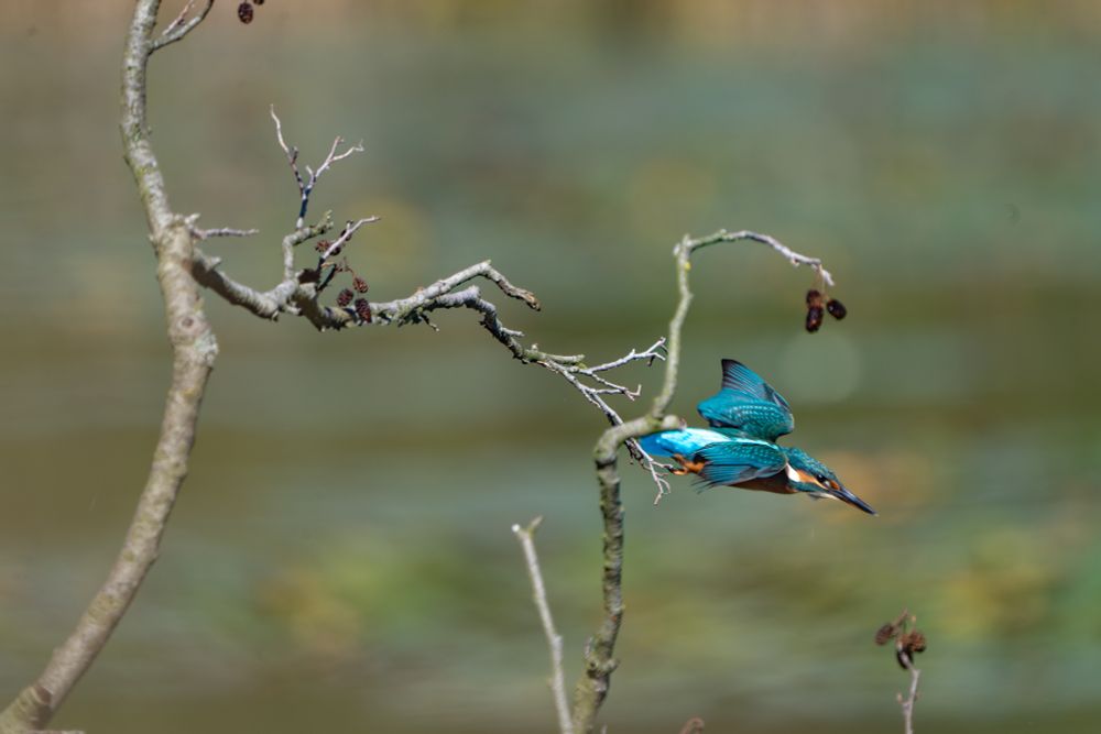 the kingfisher dives like a sapphire arrow 