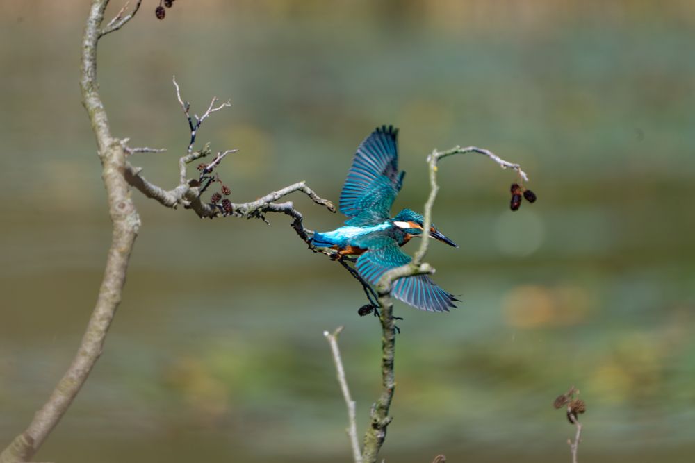 the kingfisher springs off the branch, wings spread