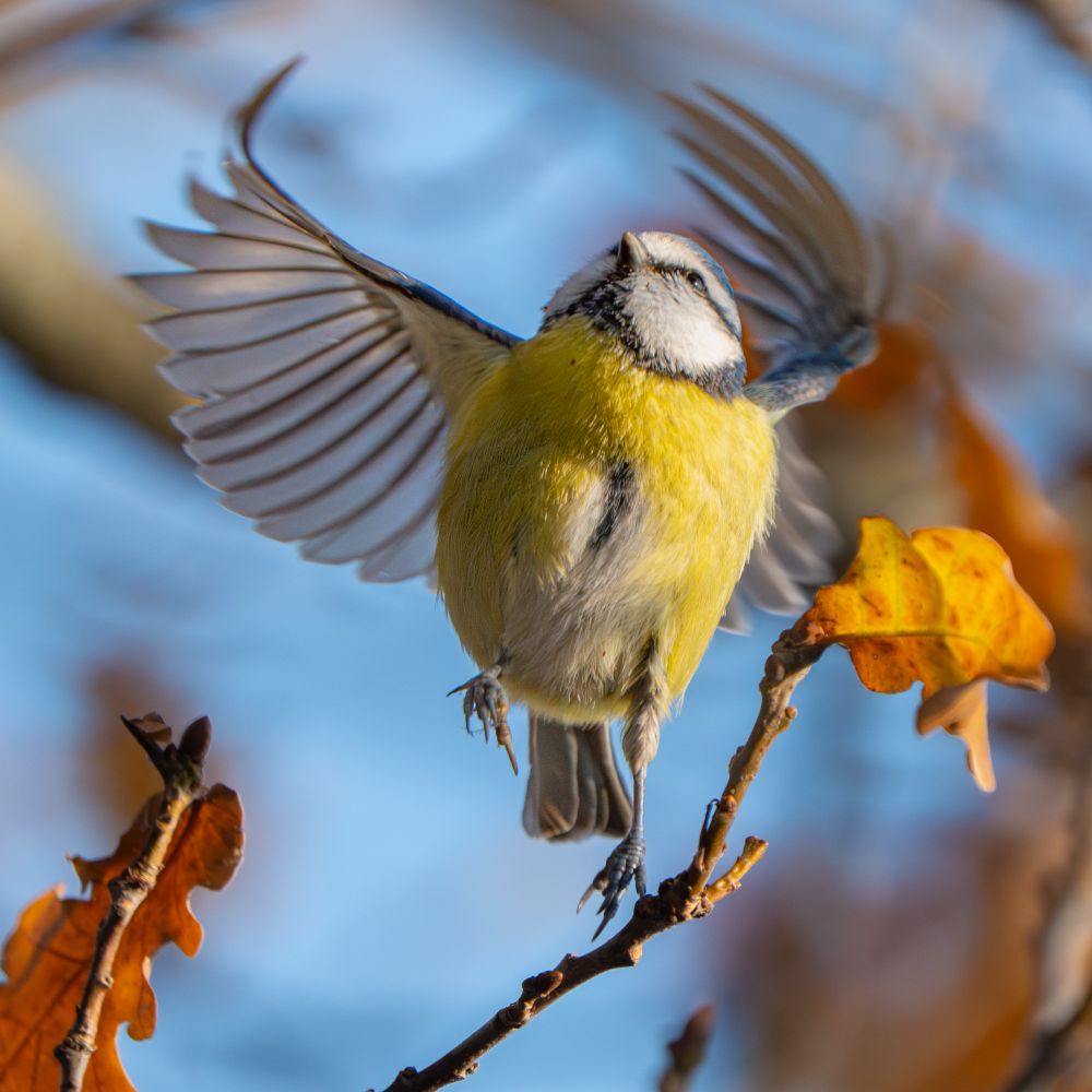 Blue tit (Cyanistes caeruleus) 🪶 Син синигер