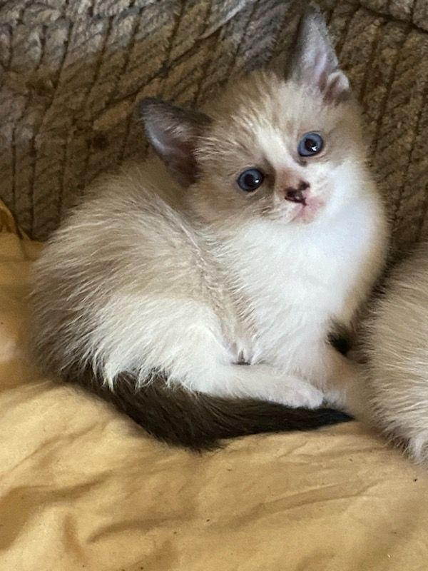 A vaguely Siamese cat with a melancholic expression