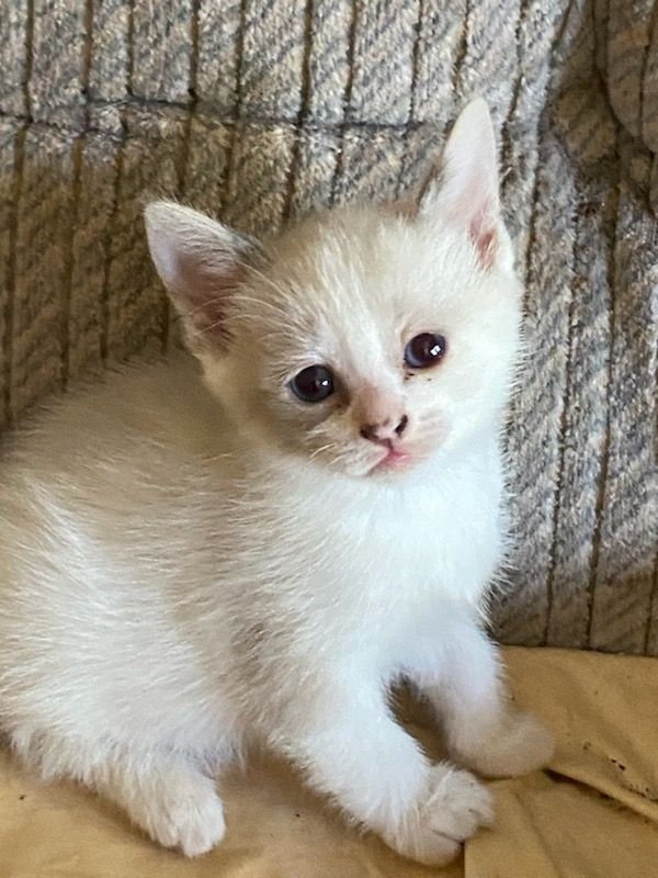 A light white kitten who seems resigned to work in a coal mine 