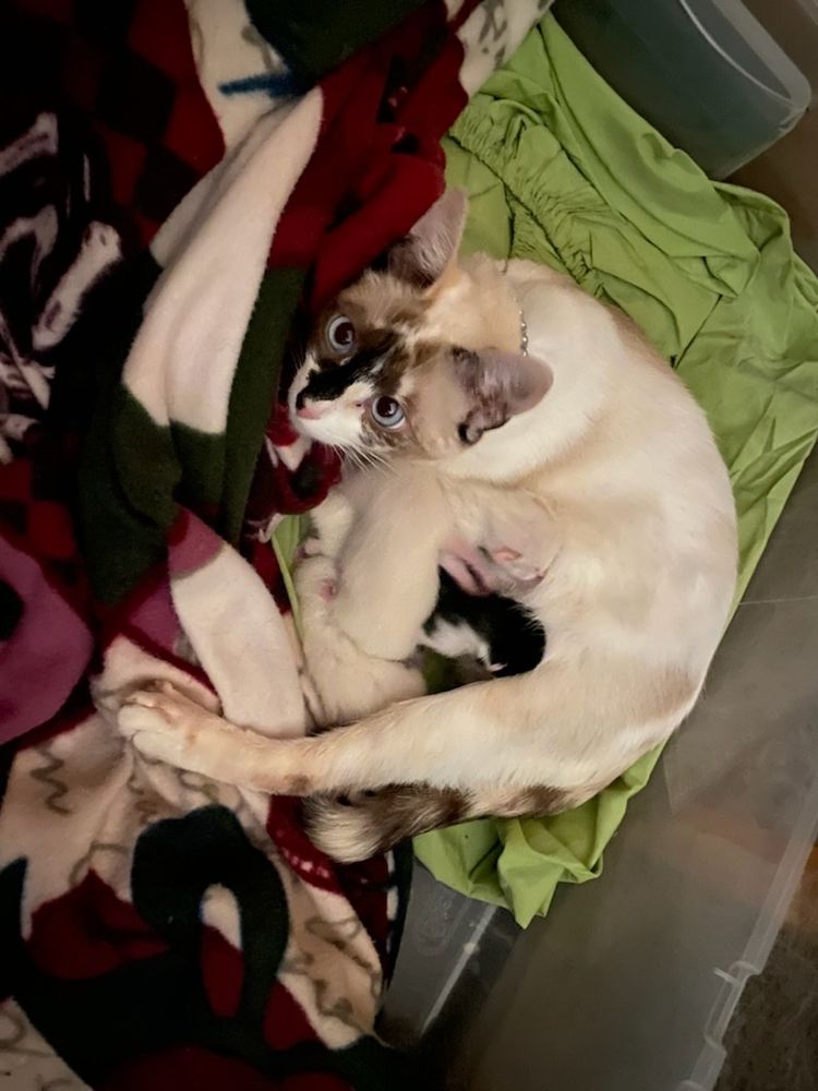 A cat nursing newborn kittens.