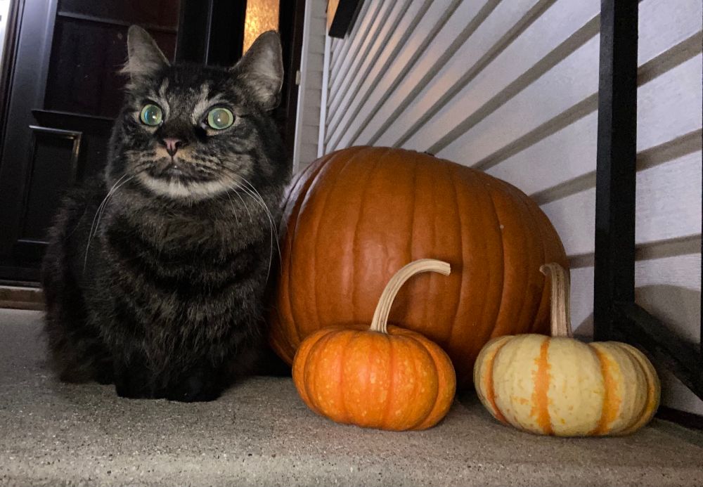 Contusion is a black & grey maine coon taby mix cat sitting on a porch next to one large orange pumpkin with two small pumpkins in front. One bright orange with yellow spots and the other white with orange vertical stripes. His big green eyes are looking out to the left.