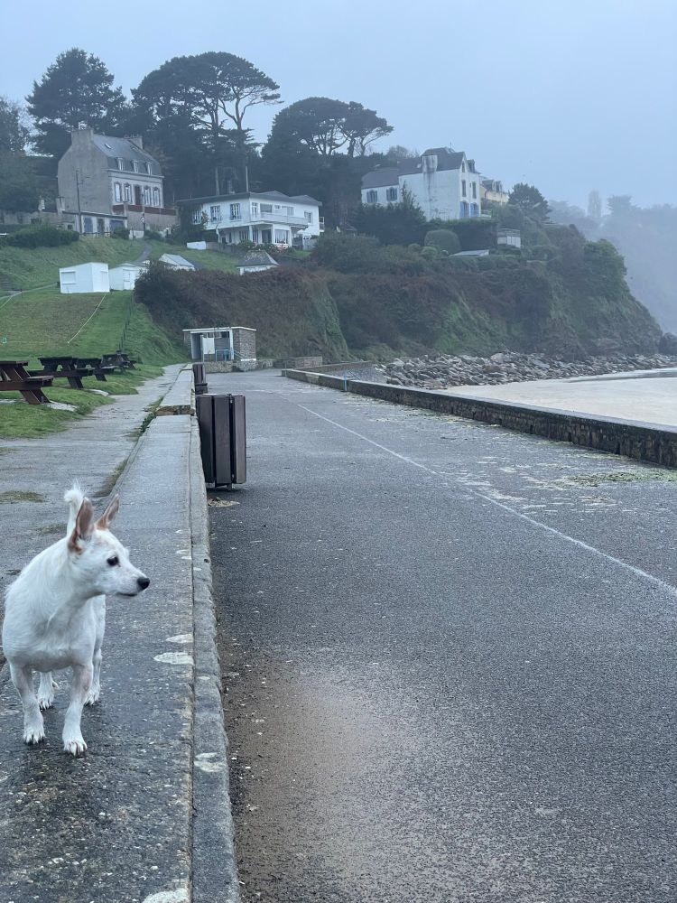 Madame Merli petit chien blanc très mignon contemple une plage bretonne depuis un muret, il fait gris, il y a de la brume, on aperçoit des maisons et des pins parasol
