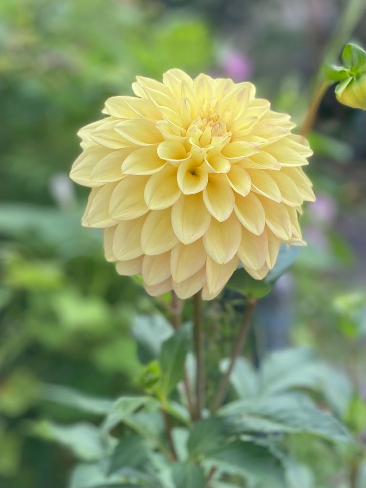 Yellow dahlia in backyard garden