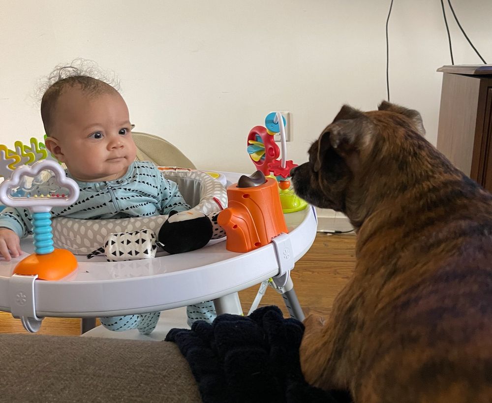 my four-month-old son at his play desk looking at chuck the dog who's sitting on the couch