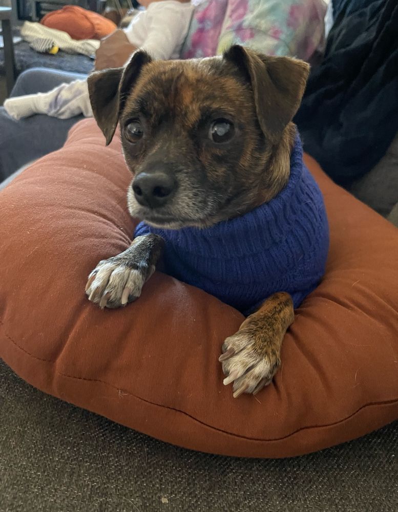 chuck, a 20-pound dog with a brindle coat, lounging in a blue sweater
