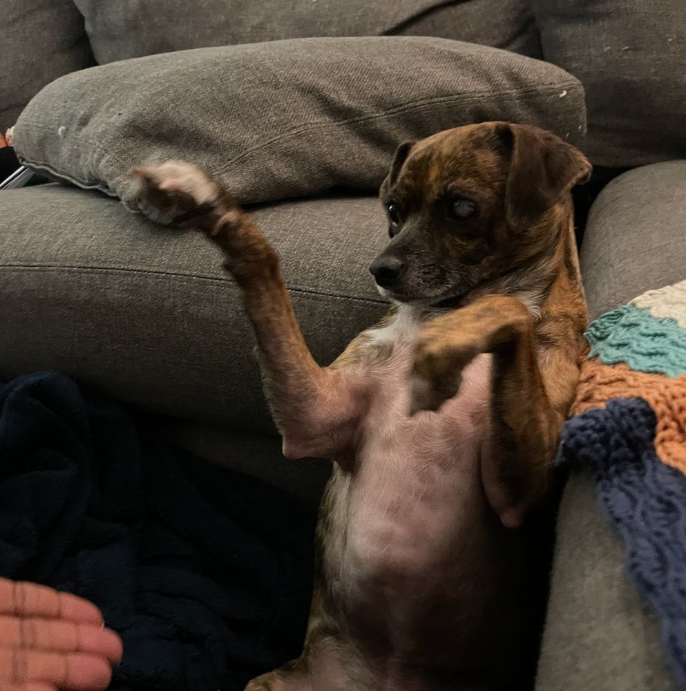 my dog chuck (15-20 pounds, brindle coat) sitting up on his hind legs with his gangly-ass front legs slapping