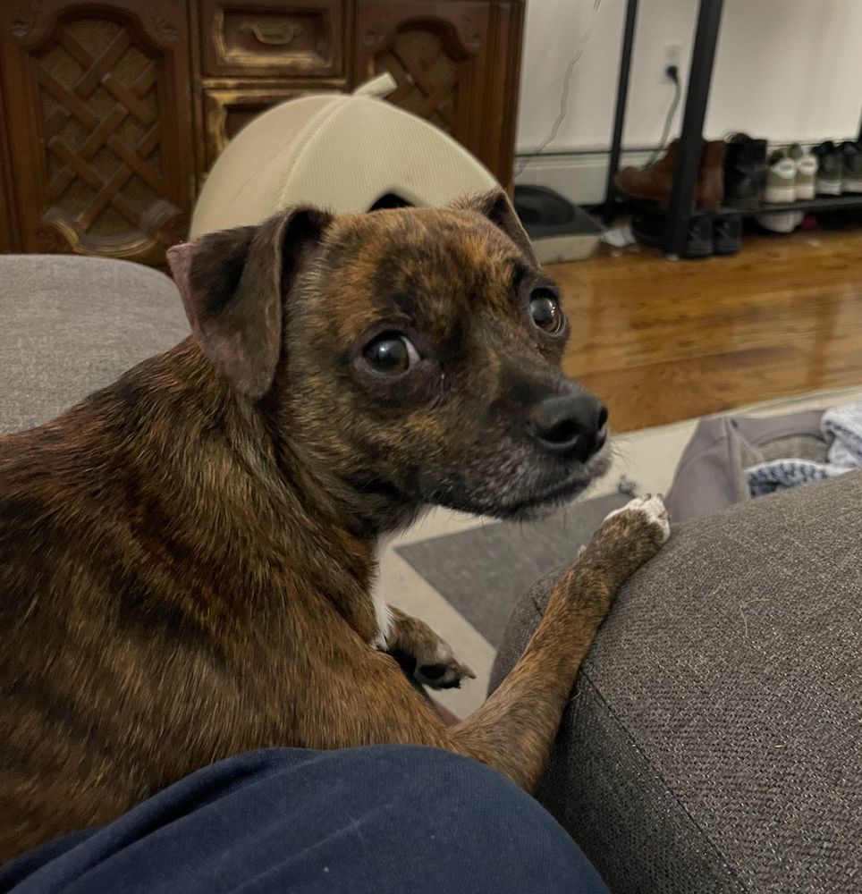 chuck the dog looking apprehensive