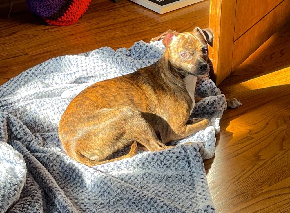 chuck the dog lying on a blanket in the sun