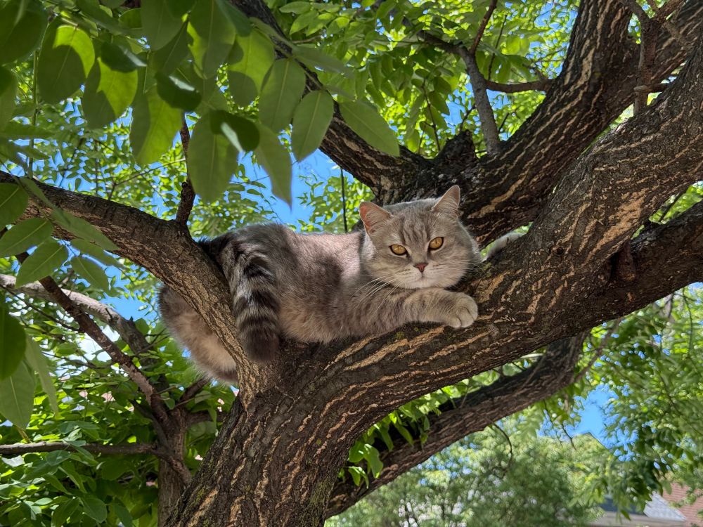 Gray cat lounging on a tree branch with their tail hanging down. There are green leaves on the tree and the sky is blue.