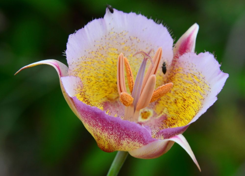Calochortus plummerae flower with pink. Yellow and purple 