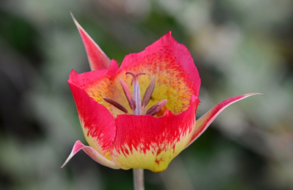Calochortus plummerae with red edges 