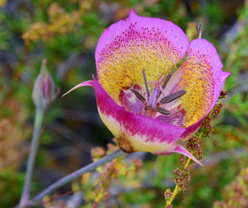 Calochortus plummerae flower with hot pink petal edges and yellow centers 