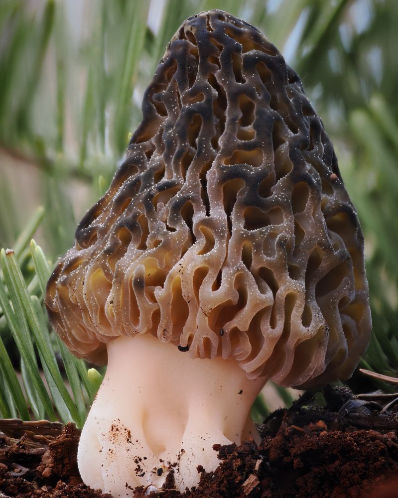 Triangular shaped morels mushroom with many folds on its surface 