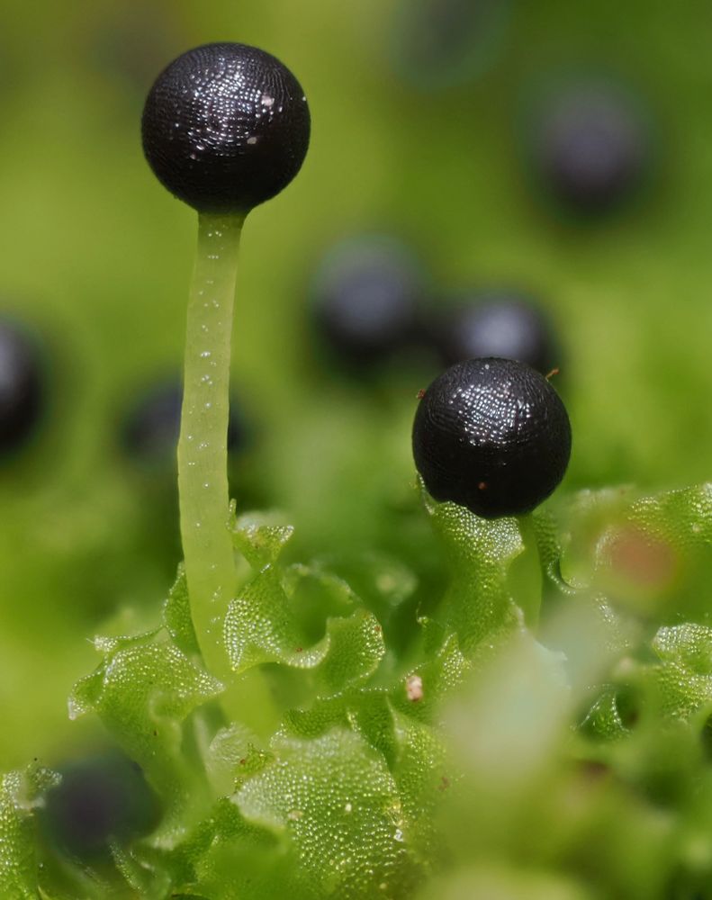 2 of Fossombronia’s black sporophytes towering over the green foliage of the liverworts