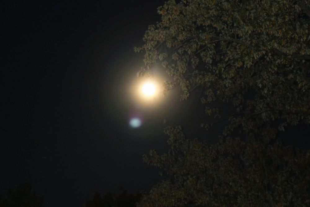 photo taken with DSLR camera in Illinois // Full Moon in Taurus 13° exact on 11-05-2022 7:20 a.m. cst extra bright moon peeking behind silhouette of autumn trees