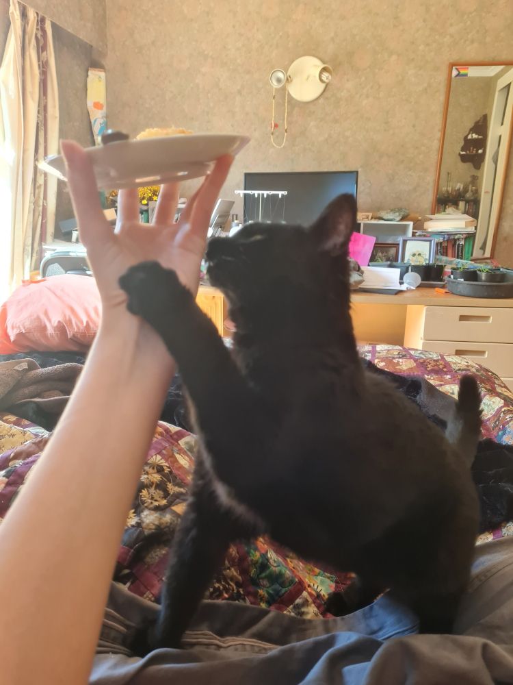 A black cat clawing at my arm which is holding a plate with cake on it just out of her reach