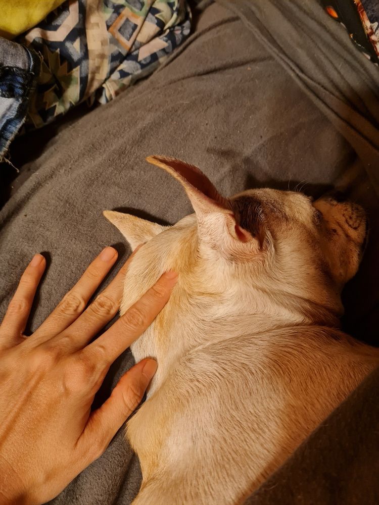 A human hand holding a fold of excess skin at the back of the dog's head. His ears are still alert