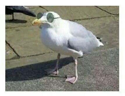 Funny. Meme. Seagull meme.