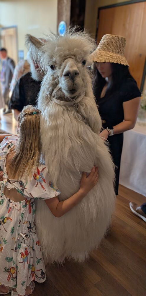 A white lama, getting hugged by a small girl in a dress at a wedding. 