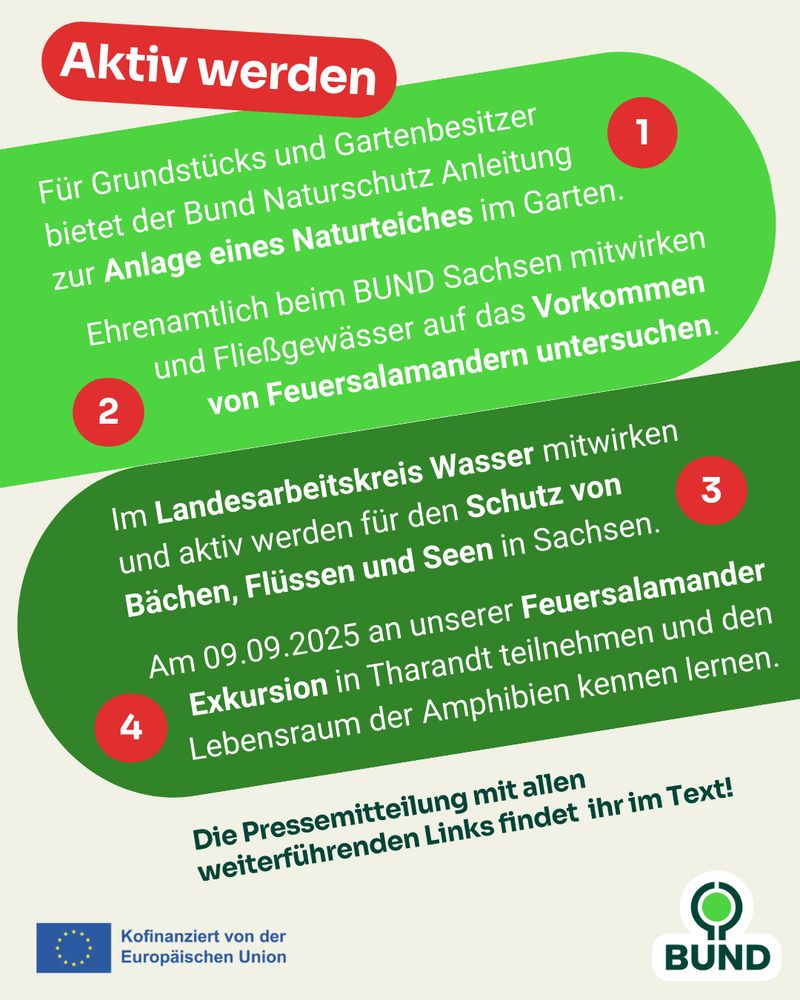 Grafik mit der Überschrift Aktiv werden:

1.Anleitung zur Anlage eines Naturteiches im Garten.

2. Ehrenamtlich beim BUND Sachsen mitwirken und Fließgewässer auf das Vorkommen von Feuersalamandern untersuchen.

3. Im Landesarbeitskreis Wasser für den Schutz von Bächen, Flüssen und Seen in Sachsen einsetzen.

4. Am 09.09.2025 an einer Feuersalamander-Exkursion in Tharandt teilnehmen und Lebensraum der Amphibien kennenlernen.

Hinweis: Die Pressemitteilung mit allen Links ist im Text.