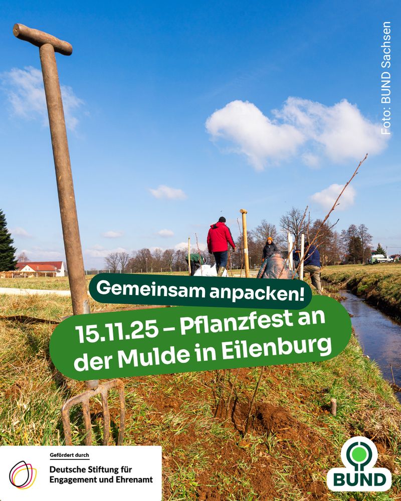 Mehrere Menschen pflanzen junge Bäume am Ufer eines Bachs unter blauem Himmel. Im Vordergrund lehnt eine Mistgabel an einem Pfahl. Text: Gemeinsam anpacken! 15.11.25 – Pflanzfest an der Mulde in Eilenburg.