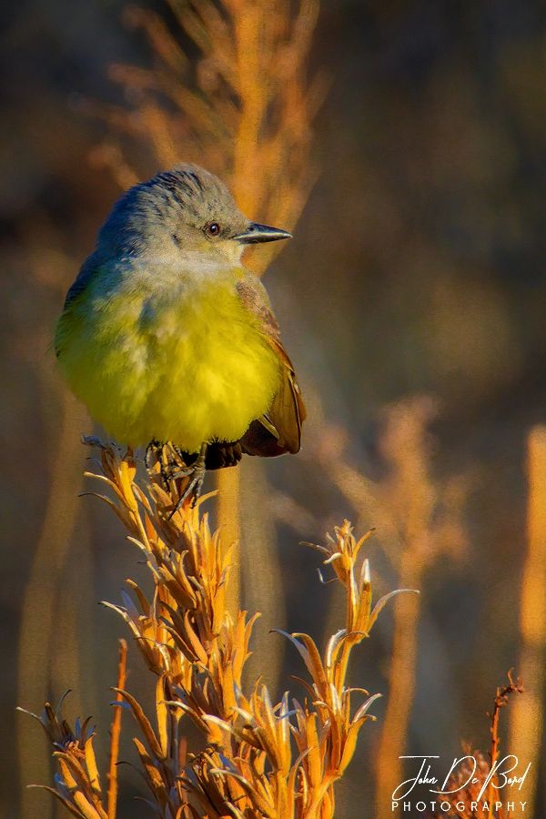 A Western Kingbird enjoys the warm golden hour light shortly after sunrise in Colorado. 