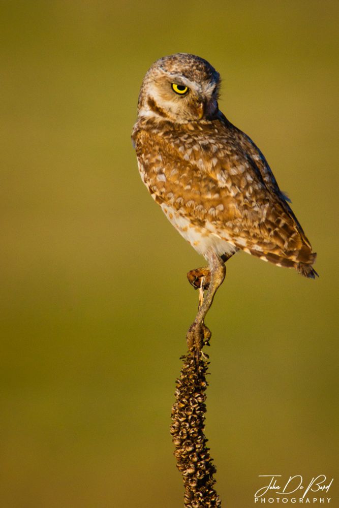 A photograph of a Burrowing Owl in morning golden hour sunlight as it gives the "evil eye" posing for the camera perched on mullen. Photographed using a Sony A77II, a Tamron 150-600mm lens, and a Puffin Pad for stabilization. 