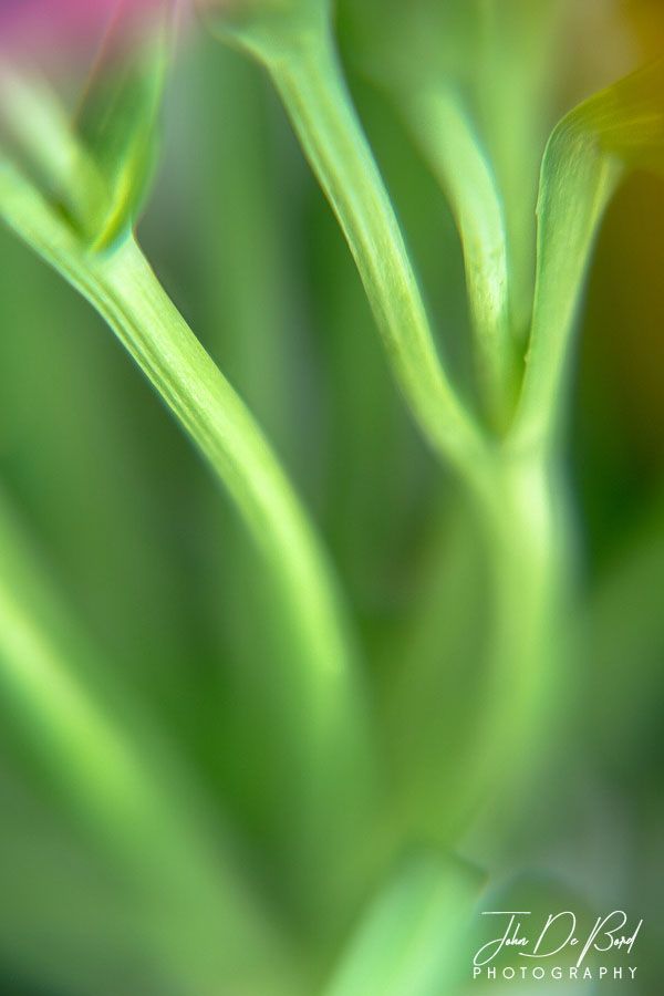 The beautiful green colors of the stems of flowers are seen in a beautiful wash of color in this 2x life size macro closeup study. 