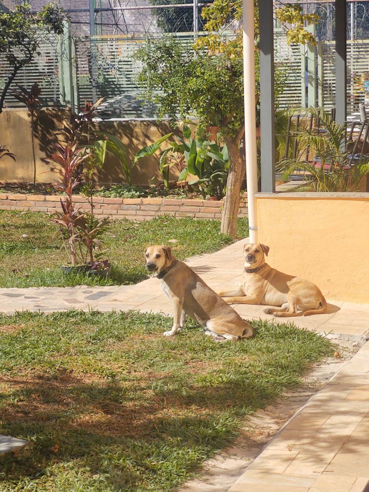 Duas viralatas caramelas tomando sol em um jardim gramado.