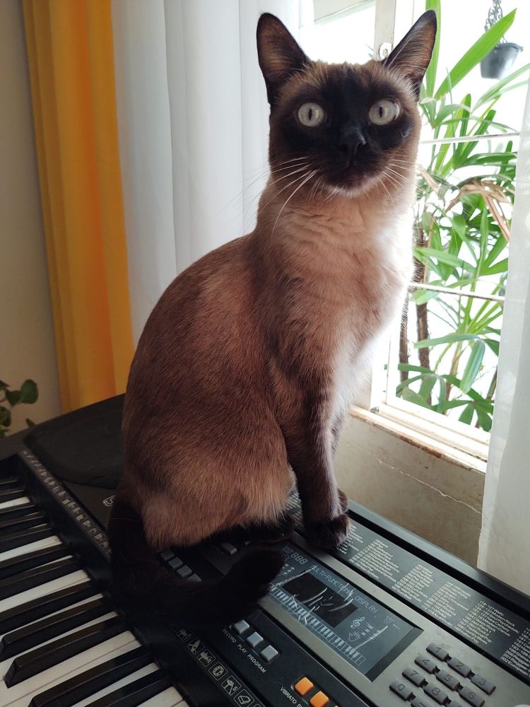 Gatinha siamesa em cima de um teclado olhando para a câmera. Folhagem verde e cortina branca e amarela ao fundo.