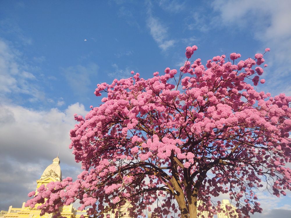 Detalhes das galhadas do ipê rosa florido. Ao fundo, parte da torre de um edifício amarelo e o céu azul com nuvens brancas e cinzas.