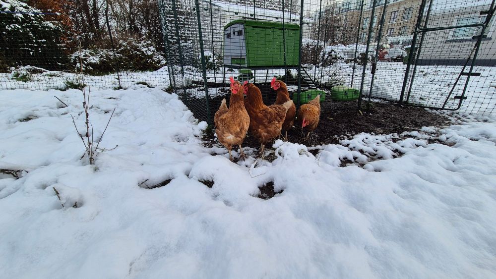 Four red hens refusing to walk on snow