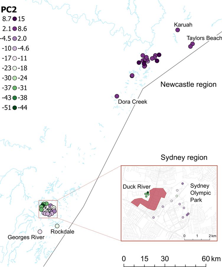 Map of Sydney and Newcastle, NSW (Australia). PCA results show panmixia across Newcastle but structure in Sydney