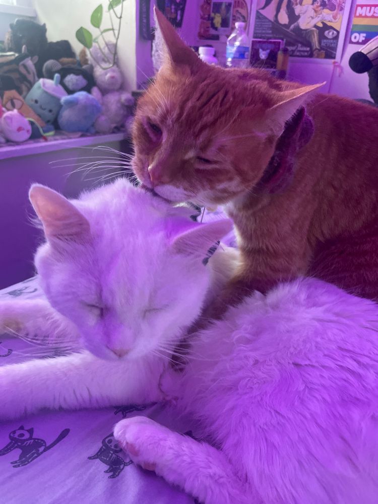 same pose, but this time you can see the orange kitty’s face & tongue better