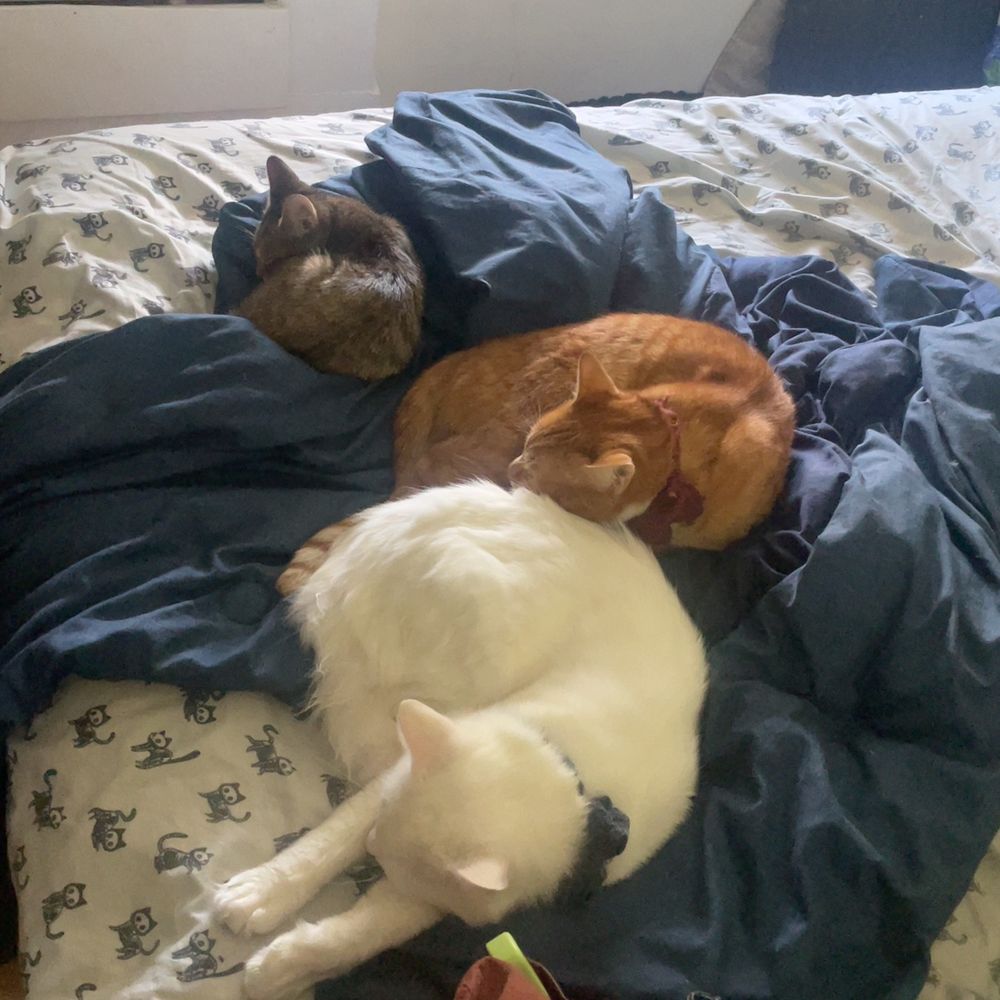 two adult cats (1 orange and 1 white) and one kitten (brown tabby) all curled up next to each other on a blue blanket. 