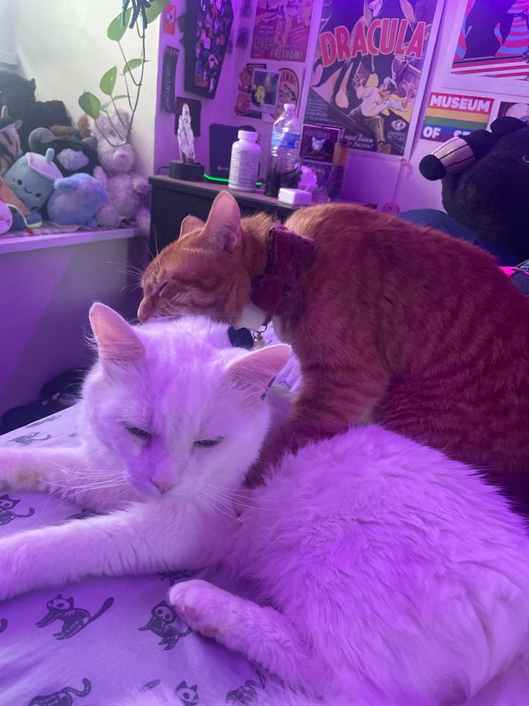 orange kitty on top of white kitty licking his head