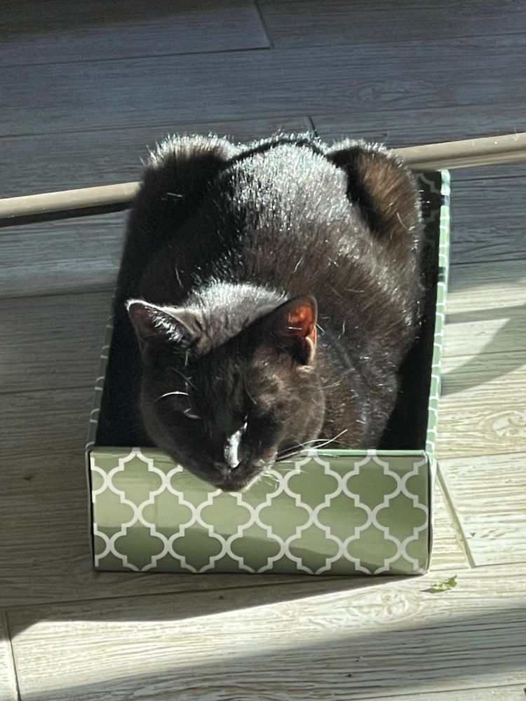 Black cat sitting in a green box in a sun puddle.