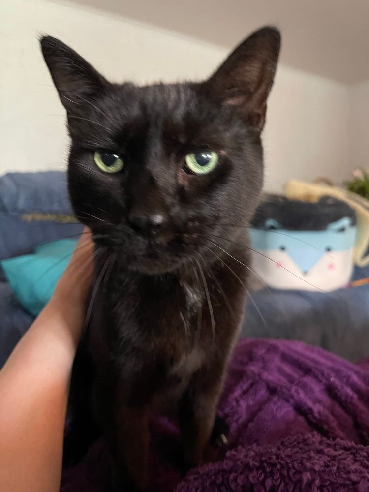 Black cat 