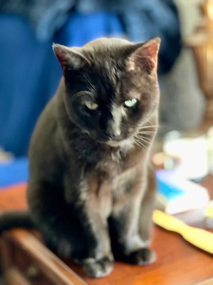 Black cat with green eyes sits in the sun.