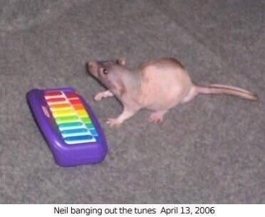 An image of a rat at a toy xylophone. It is captioned: "Neil banging out the tunes  April 13, 2006"