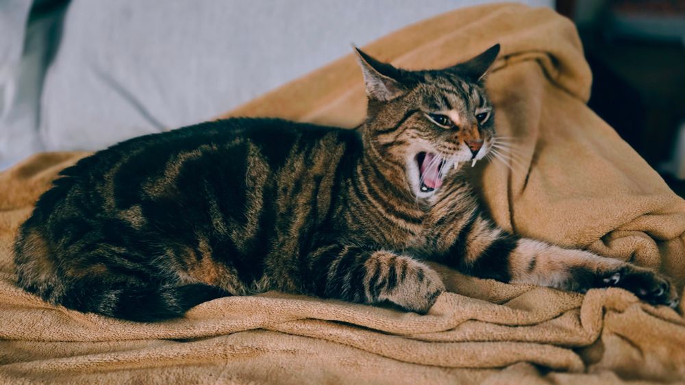 Our tabby cat Arkham is shouting 'Caturday'. Totally not yawning.
NOT.
YAWNING.