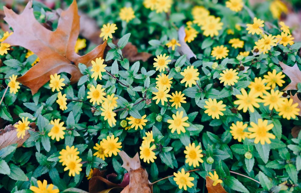 The zinnia in our front yard is still going strong. They will soon disappear after the first frost.
