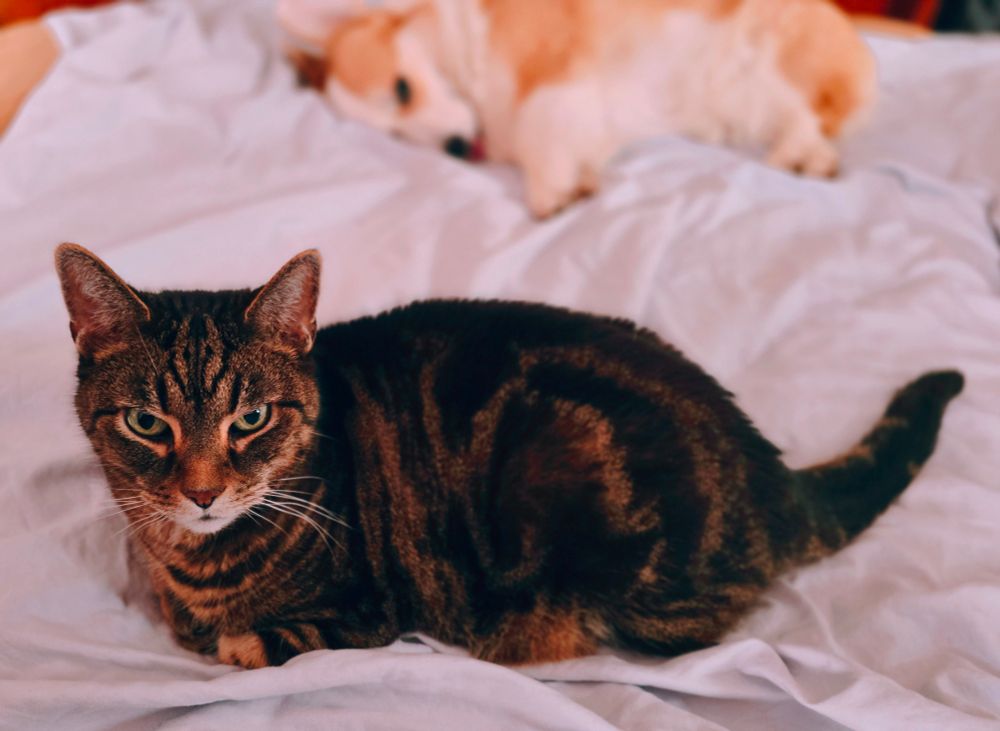 Arkham, our tabby cat, isn't sleeping but he's being lazy too. 